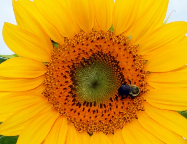 barbs bee and round sunflower